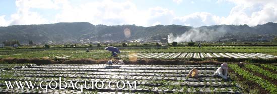 The strawberry fields of La Trinidad