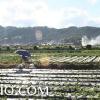 Strawberry Picking at the Strawberry Farm at La Trinidad, Benguet